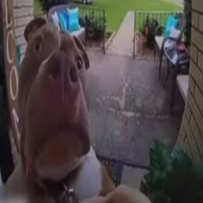 dog is sus Roblox decal