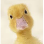 The Lucky Duck Foundation