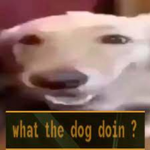 What da dog doin bro