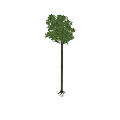 Rainforest jungle tree