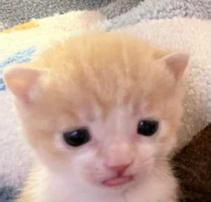 cat drinks milk Roblox group icon
