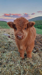 •Strawberry Cow's•