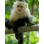Monke Ninja