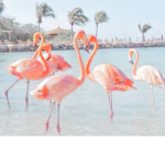 ~Tropical Birdies~