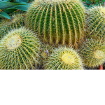 Cactus Fanatics