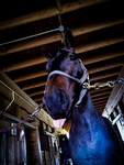 The eventer horses<3