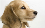 Puppy Savers