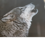 XxWolfcatxX