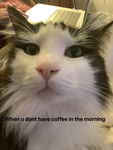CAT INFECTION