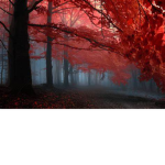 Red Blossom Trees