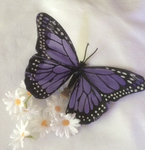 Scarl3tt’s Butterflies