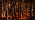 . An Overgrown World .