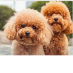 Doggies Friends Forever!