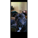 Smiggy