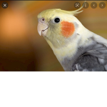 The BirdNerds
