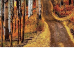 Fall Forest