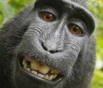 THY MONKEYFUN GROUP