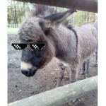 Der coole Esel
