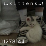 | . . ｋｉｔｔｅｎｓ . . |