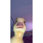 BiscuitsSL