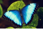 Butterfly be you
