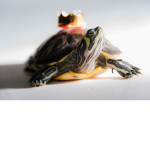 Turtles Untied
