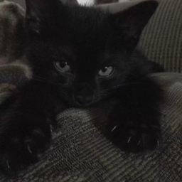 ☆˚ʚɞ
