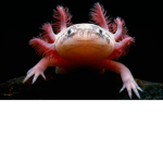 Axolotls_army