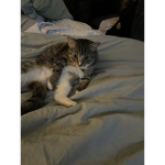 Weird cat cool group