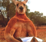 KANGOUROUNIENS