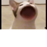 PopCat New