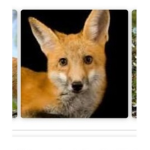 Fox United group