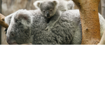 Koala Enterprises