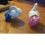 I love ducks so much12345678910