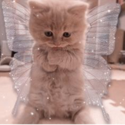 🐈