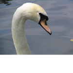 Swans are the best animals