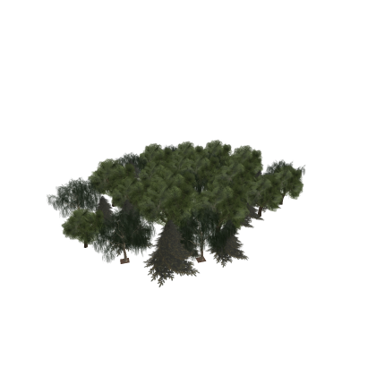 forest