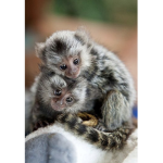 The Monke Support Group