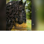 fans of horses