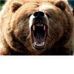 Sword Fighting  Bears