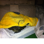 Turtlahkiin