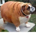 Obese dog army