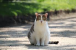 cat Love 11