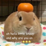 bunny enthusiast cult