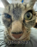homescap3