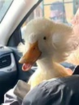 Quacker the duck