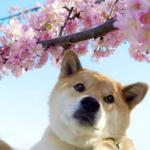 aesthetic shibes