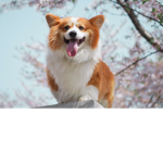 CORGI SQUAD IS BEST