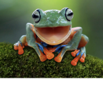 The Frogger's
