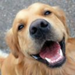 Happy Doggy Dudes